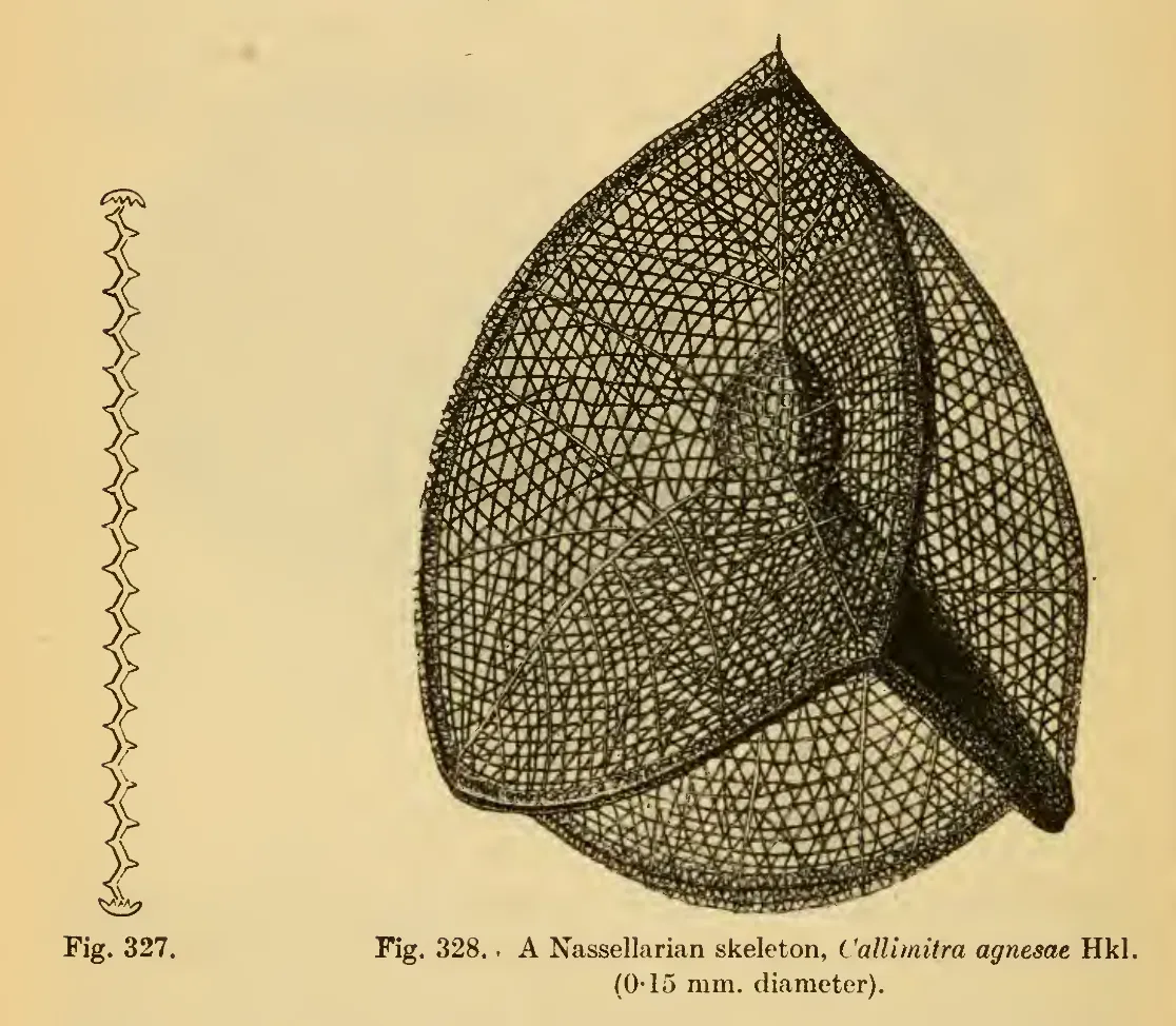 Primary-source scan of Thompson's figures 327 and 328 showing a Nassellarian skeleton.